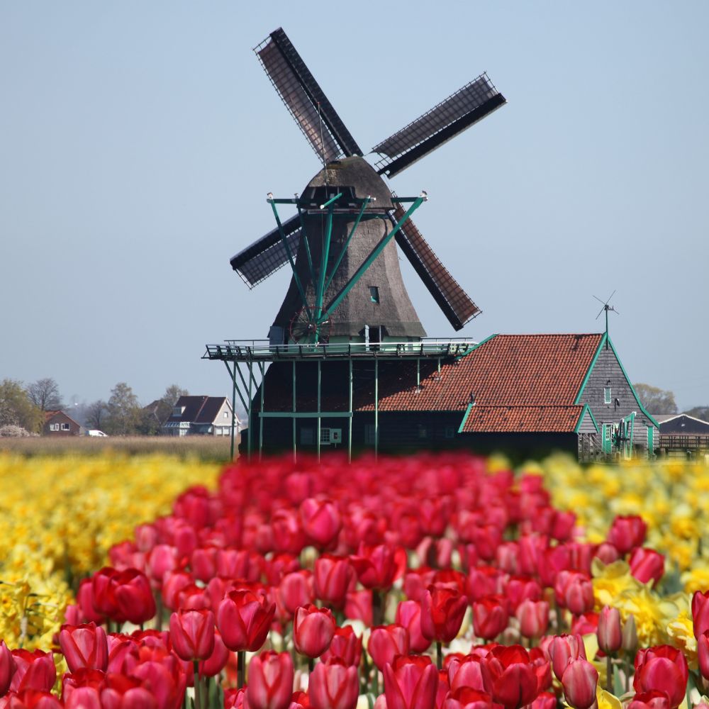 The 8 Best Tulip Festivals In The US